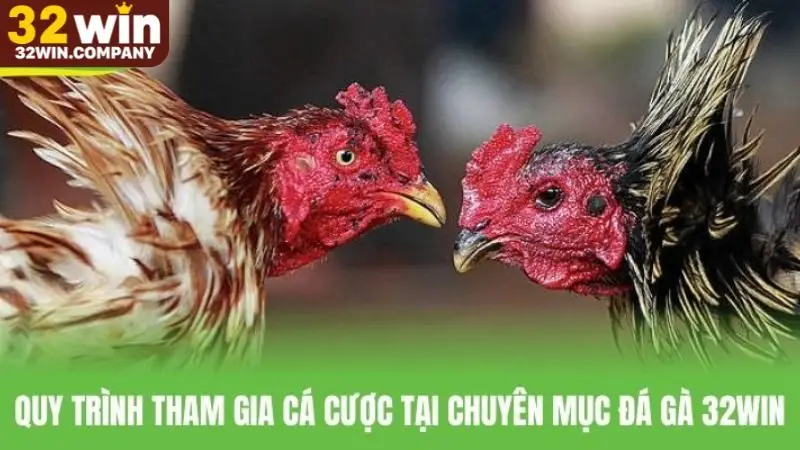 Hướng dẫn các bước tham gia vào đá gà 32win trực tuyến