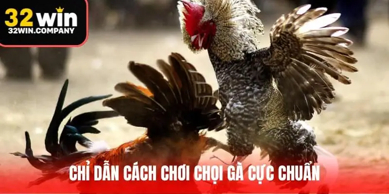 Chỉ dẫn cách chơi chọi gà cực chuẩn