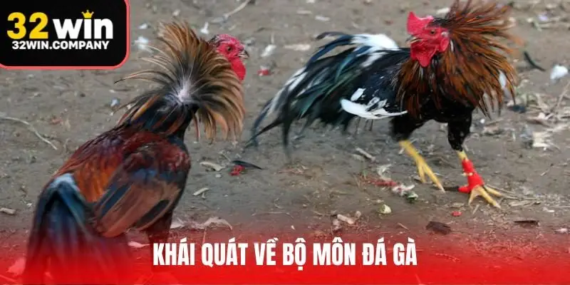 Khái quát về bộ môn đá gà