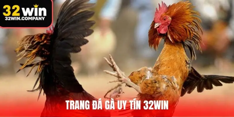 Trang Đá Gà Uy Tín 32Win - Sân Chơi Đẳng Cấp Hàng Đầu